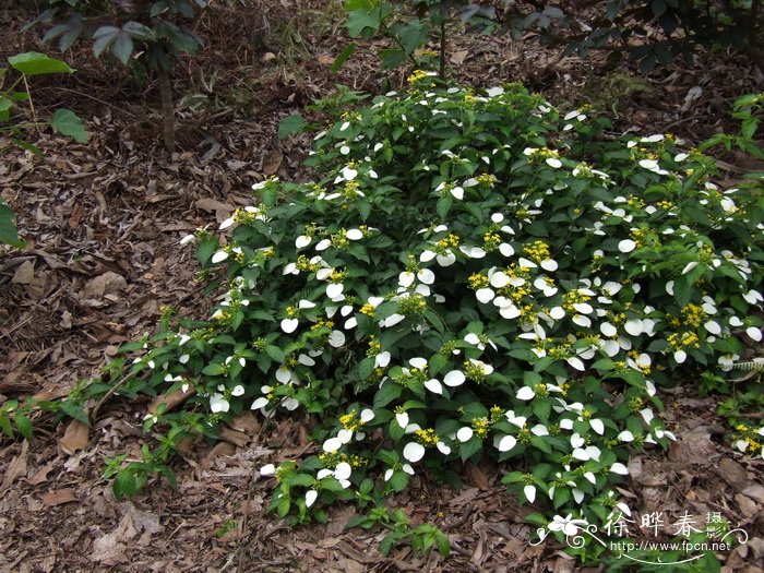 玉叶金花Mussaenda pubescens 玉叶金花Mussaenda pubescens