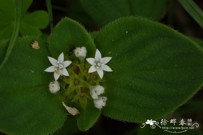 墨苜蓿Richardia scabra