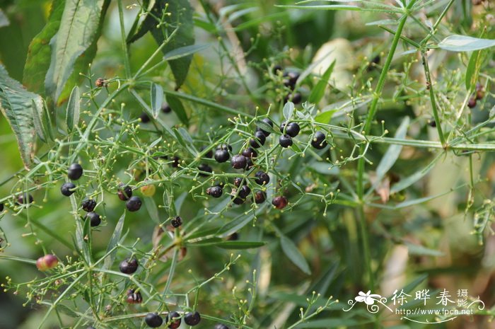 山东茜草Rubia truppeliana 山东茜草Rubia truppeliana
