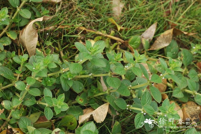 阔叶丰花草Spermacoce alata 阔叶丰花草Spermacoce alata