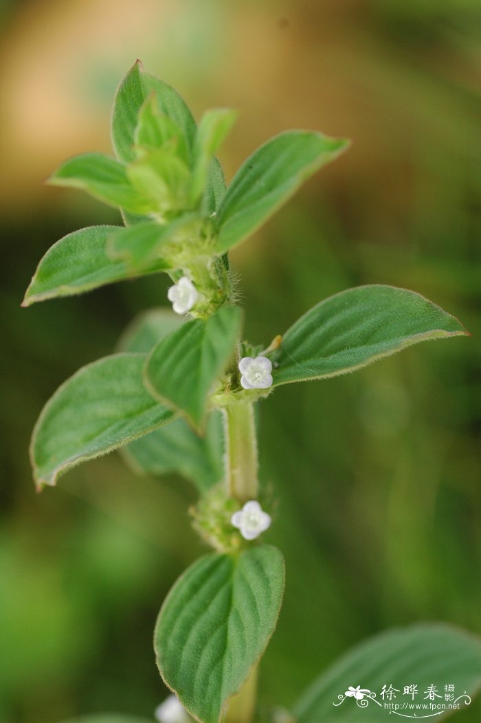 阔叶丰花草Spermacoce alata 阔叶丰花草Spermacoce alata