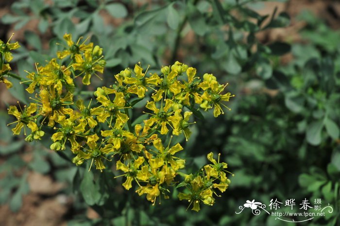 芸香Ruta graveolens 芸香Ruta graveolens