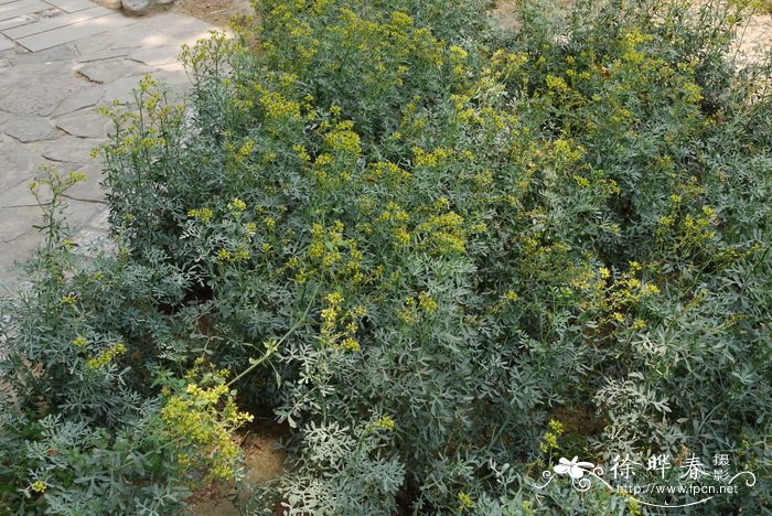 芸香Ruta graveolens 芸香Ruta graveolens