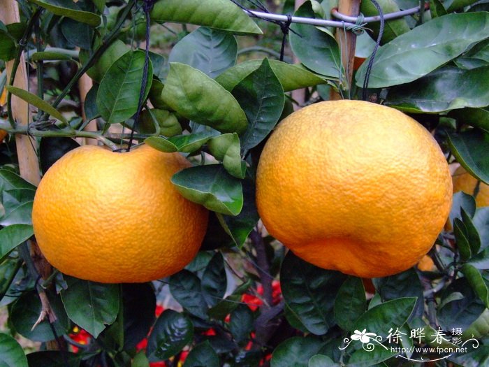 代代Citrus aurantium ‘Daidai’