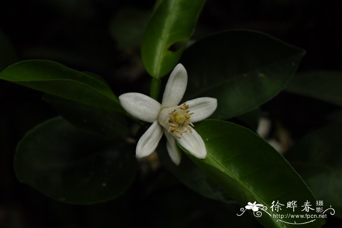 代代Citrus aurantium ‘Daidai’