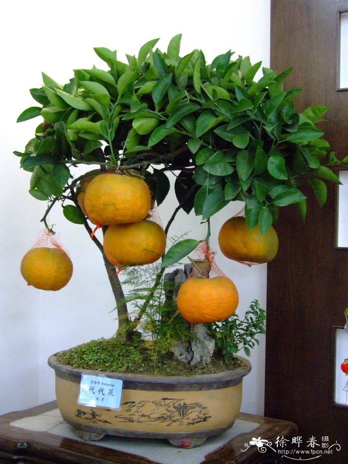 代代Citrus aurantium ‘Daidai’