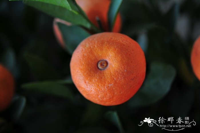 朱砂橘Citrus reticulata ‘Zhuhong’ 朱砂橘Citrus reticulata ‘Zhuhong’
