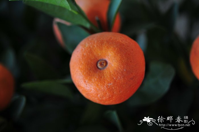 朱砂橘Citrus reticulata ‘Zhuhong’