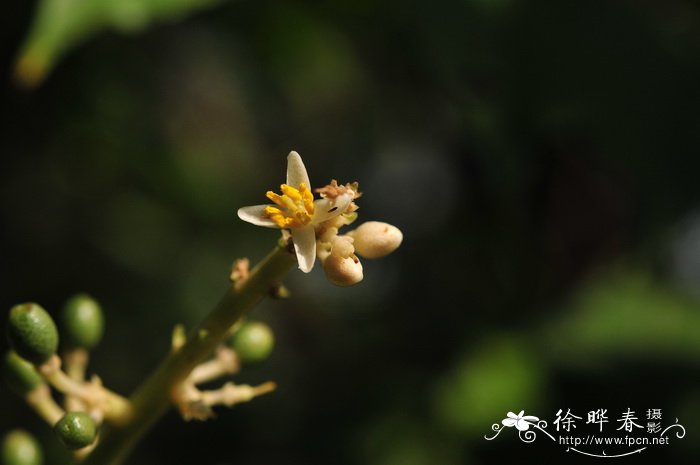 黑果黄皮Clausena dunniana 黑果黄皮Clausena dunniana