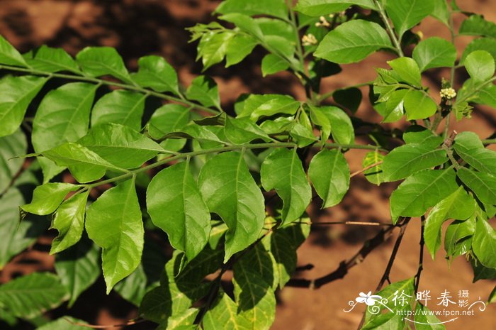 黑果黄皮Clausena dunniana 黑果黄皮Clausena dunniana
