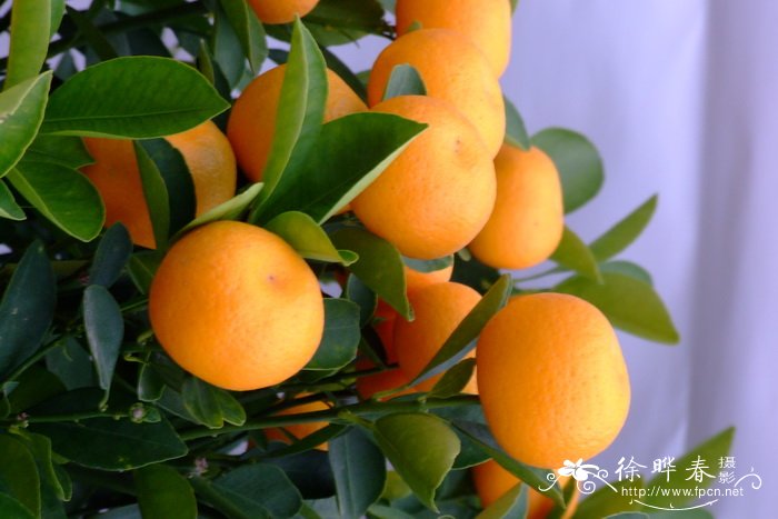 四季橘Fortunella ‘Calamondin’