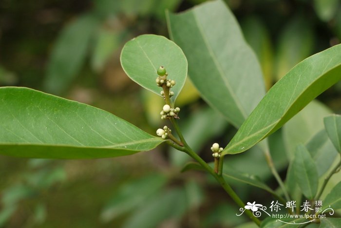 小花山小橘Glycosmis parviflora