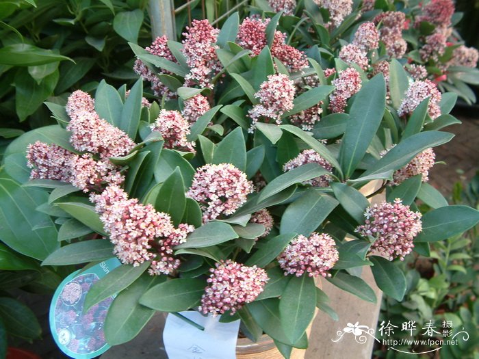 鲁贝拉茵芋Skimmia japonica ‘Rnbella’