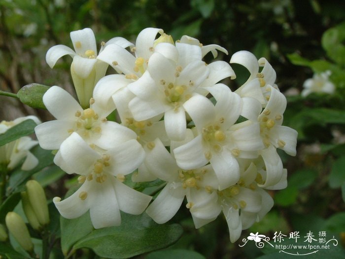 九里香Murraya exotica 九里香Murraya exotica