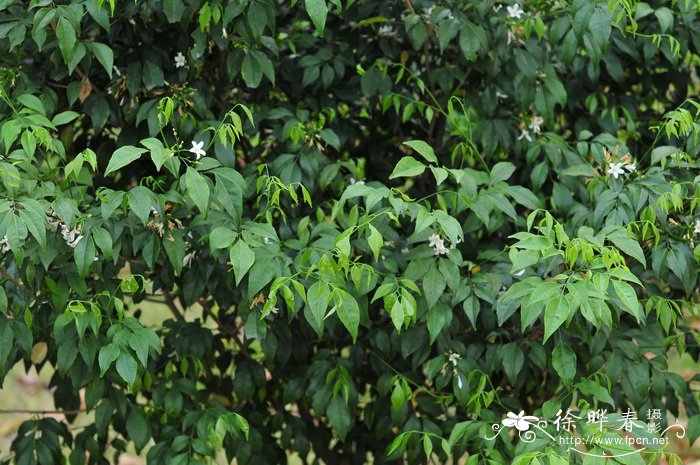 广西九里香Murraya kwangsiensis 广西九里香Murraya kwangsiensis