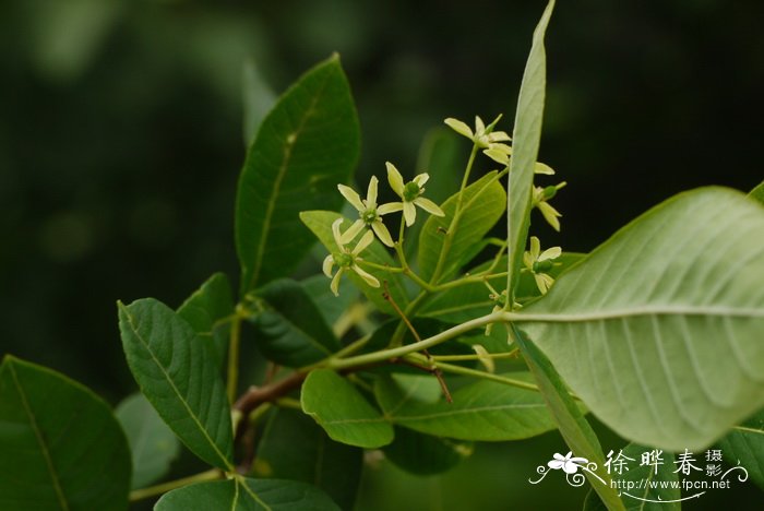 榆橘Ptelea trifoliata