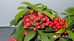 日本茵芋Skimmia japonica