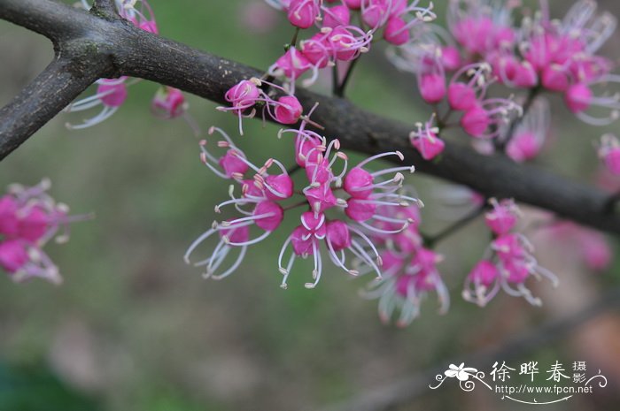 小尤第木Evodiella muelleri 小尤第木Evodiella muelleri