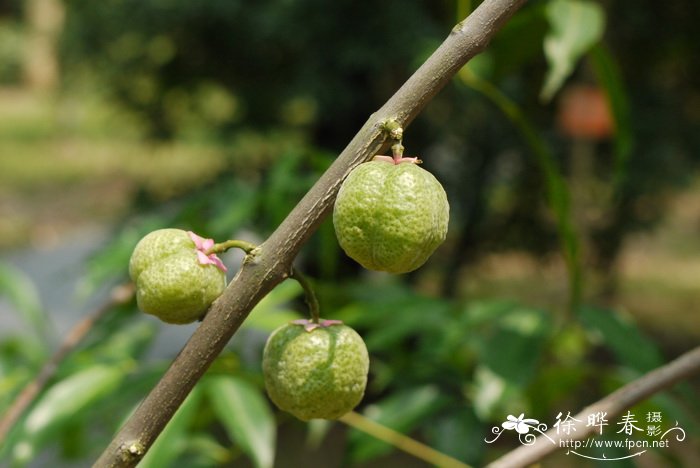 小尤第木Evodiella muelleri