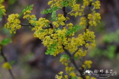 清香木Zanthoxylum beecheyanum