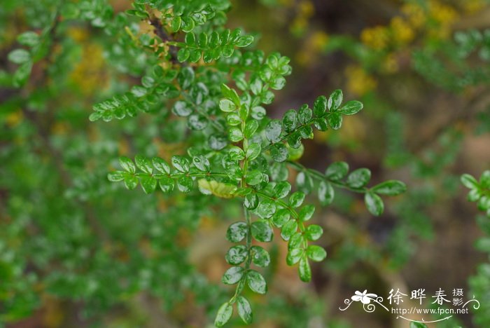 清香木Zanthoxylum beecheyanum