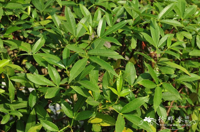 竹叶花椒Zanthoxylum armatum 竹叶花椒Zanthoxylum armatum