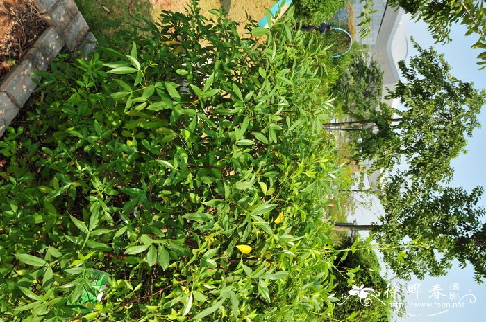 竹叶花椒Zanthoxylum armatum 竹叶花椒Zanthoxylum armatum