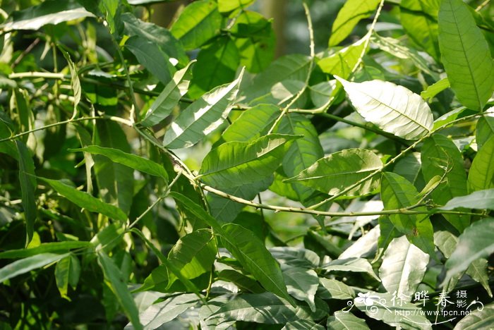 蚬壳花椒Zanthoxylum dissitum 蚬壳花椒Zanthoxylum dissitum