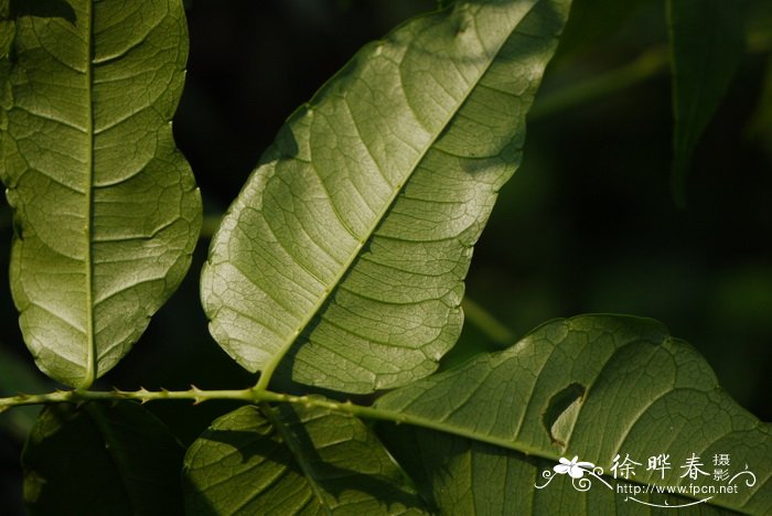 蚬壳花椒Zanthoxylum dissitum 蚬壳花椒Zanthoxylum dissitum