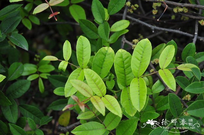 两面针Zanthoxylum nitidum