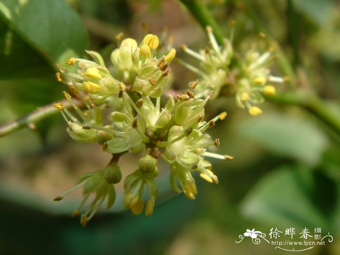 两面针Zanthoxylum nitidum