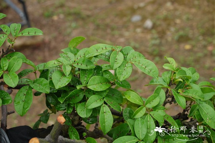 两面针Zanthoxylum nitidum