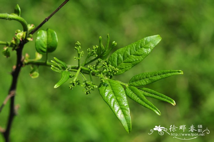 野花椒Zanthoxylum simulans 野花椒Zanthoxylum simulans