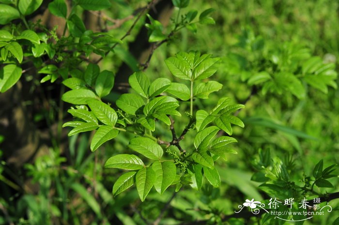 野花椒Zanthoxylum simulans 野花椒Zanthoxylum simulans