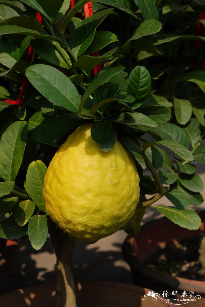 柠檬Citrus limon