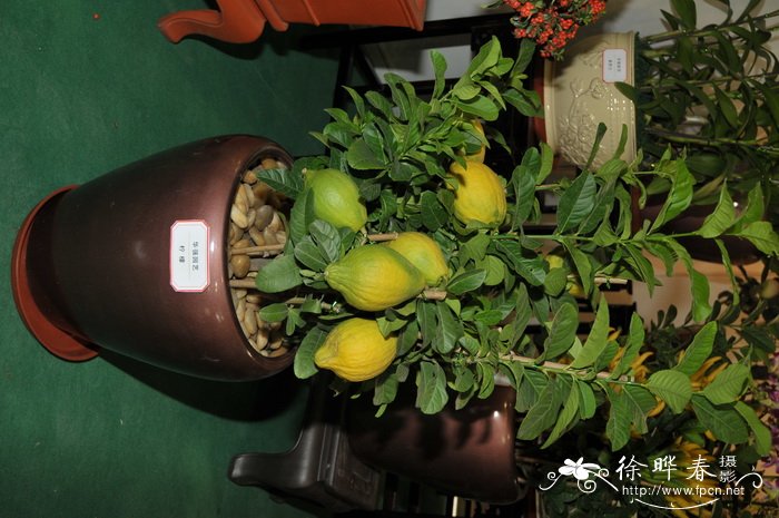 柠檬Citrus limon 柠檬Citrus limon