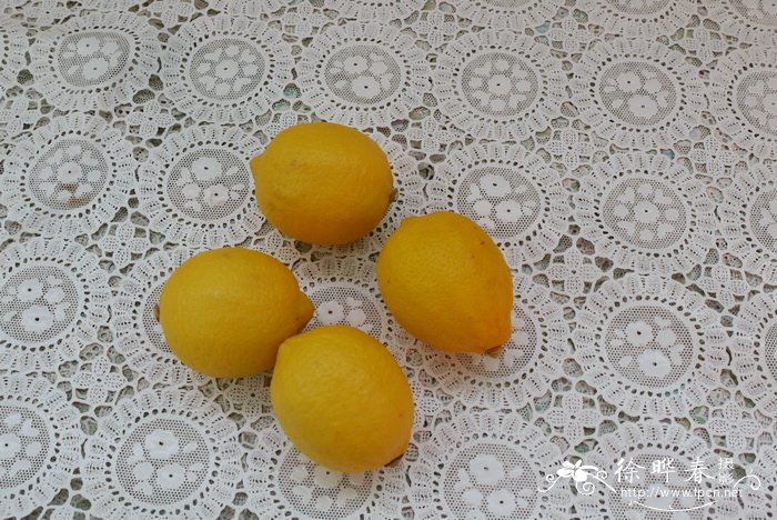 柠檬Citrus limon