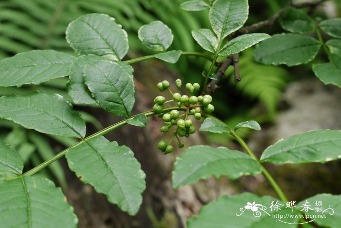 浪叶花椒Zanthoxylum undulatifolium