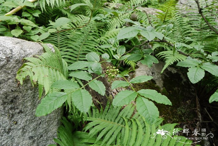 浪叶花椒Zanthoxylum undulatifolium