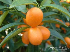 金橘Citrus japonica