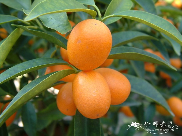 金橘Citrus japonica 金橘Citrus japonica