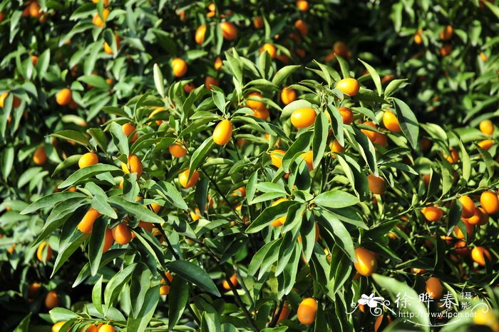 金橘Citrus japonica