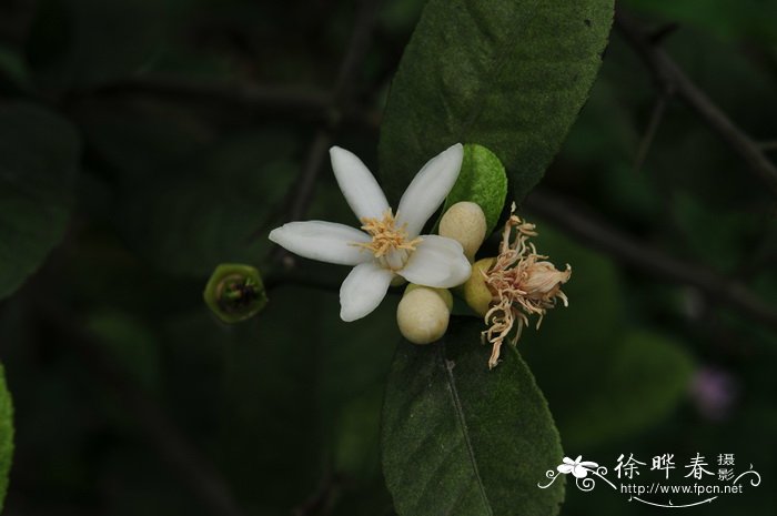柠檬Citrus limon 柠檬Citrus limon