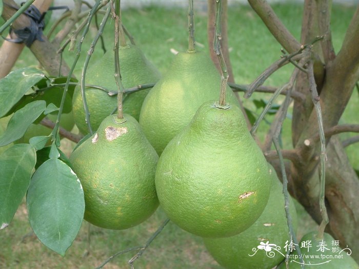 柚Citrus maxima 柚Citrus maxima