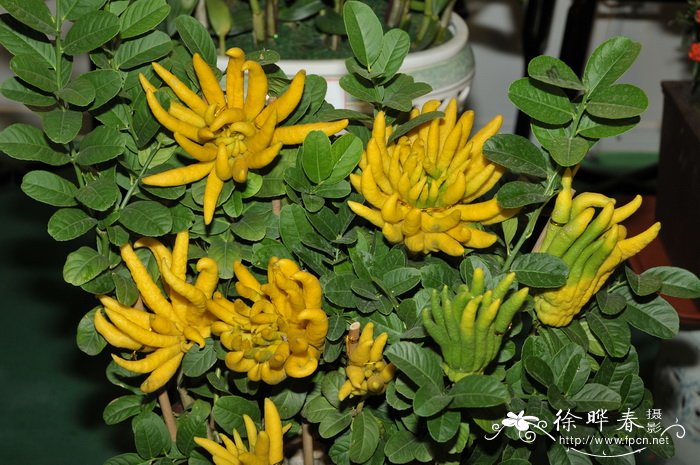 佛手Citrus medica var. sarcodactylis 佛手Citrus medica var. sarcodactylis