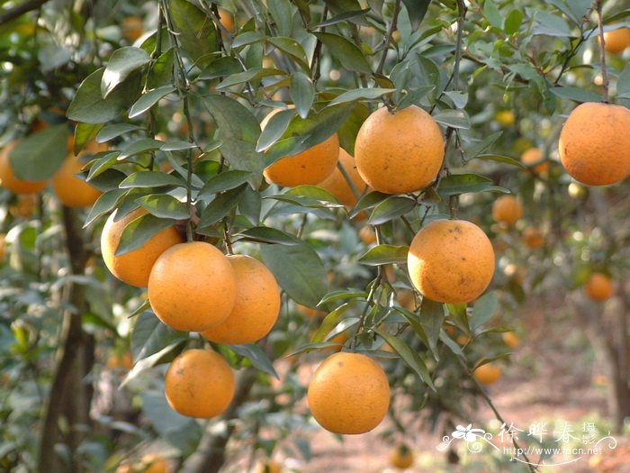 柑橘Citrus reticulata 柑橘Citrus reticulata