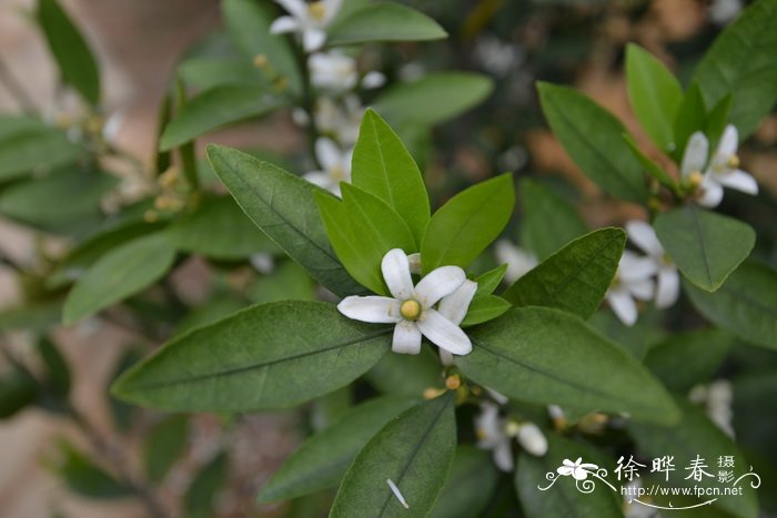 柑橘Citrus reticulata 柑橘Citrus reticulata