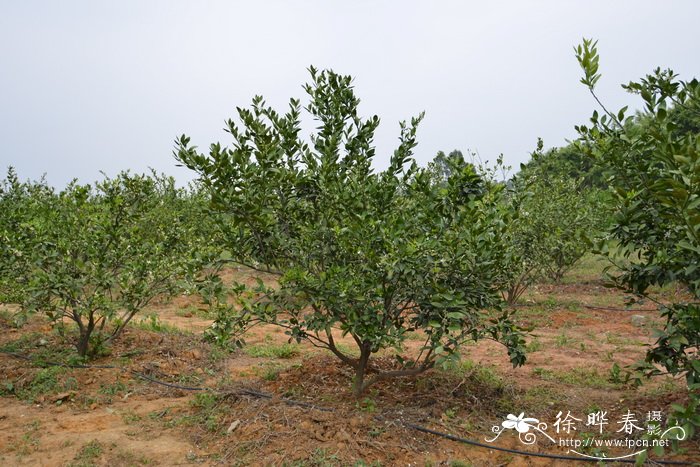 柑橘Citrus reticulata 柑橘Citrus reticulata
