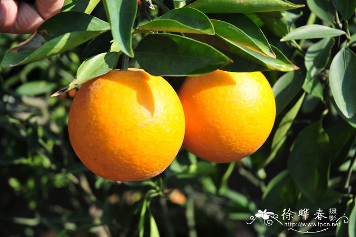 甜橙Citrus sinensis