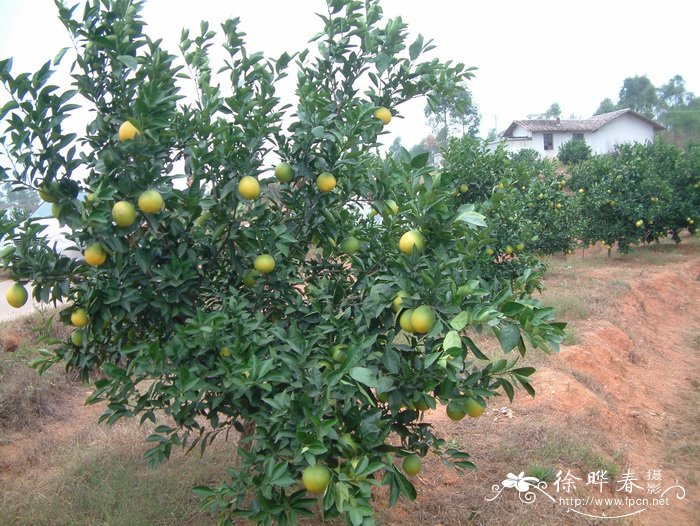 甜橙Citrus sinensis